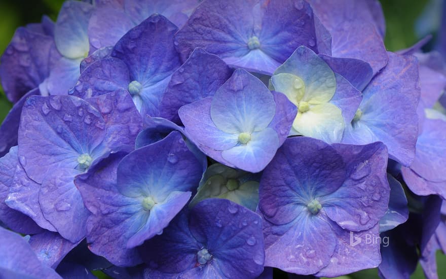 Hydrangea