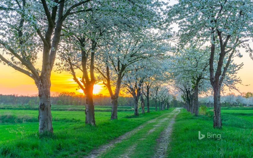 Trees in spring near Berlin, Germany