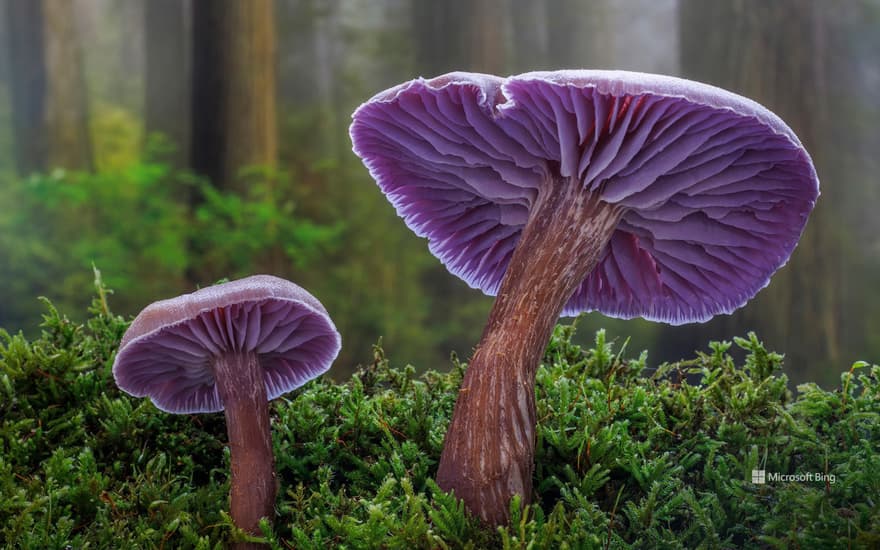 Amethyst laccaria mushrooms, Seabeck, Washington, United States
