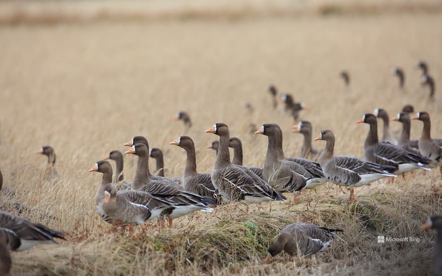 A flock of wild geese