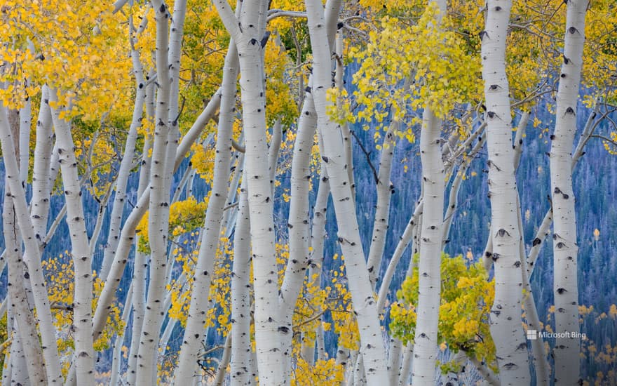Aspen trees during autumn, Fishlake National Forest, Utah, United States