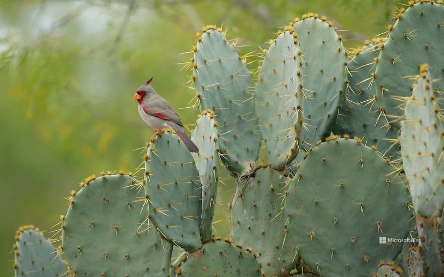 Female pyrrhuloxia, Texas, USA