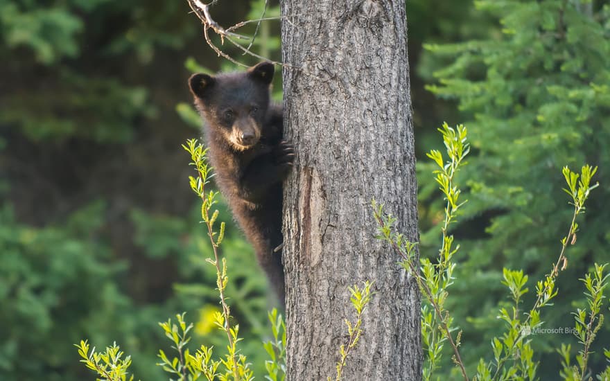 A black bear cub in a tree