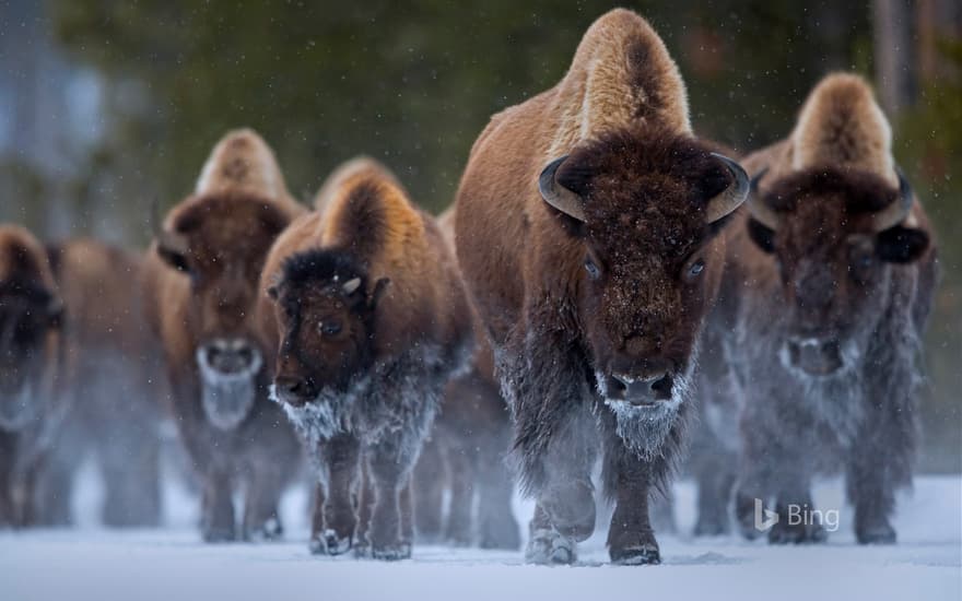 Bison at Yellowstone National Park, Wyoming