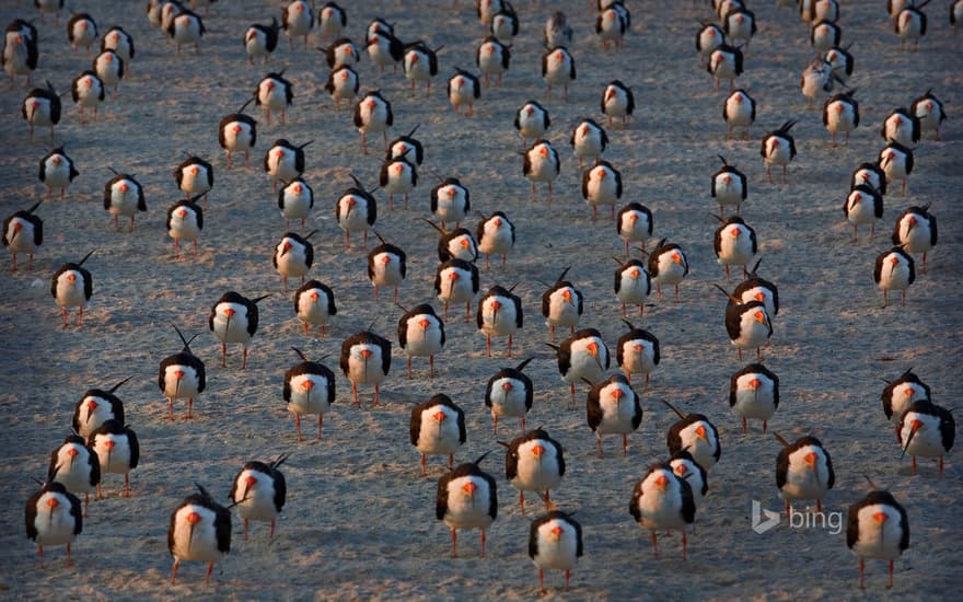 Black skimmers on Cape May, New Jersey, USA