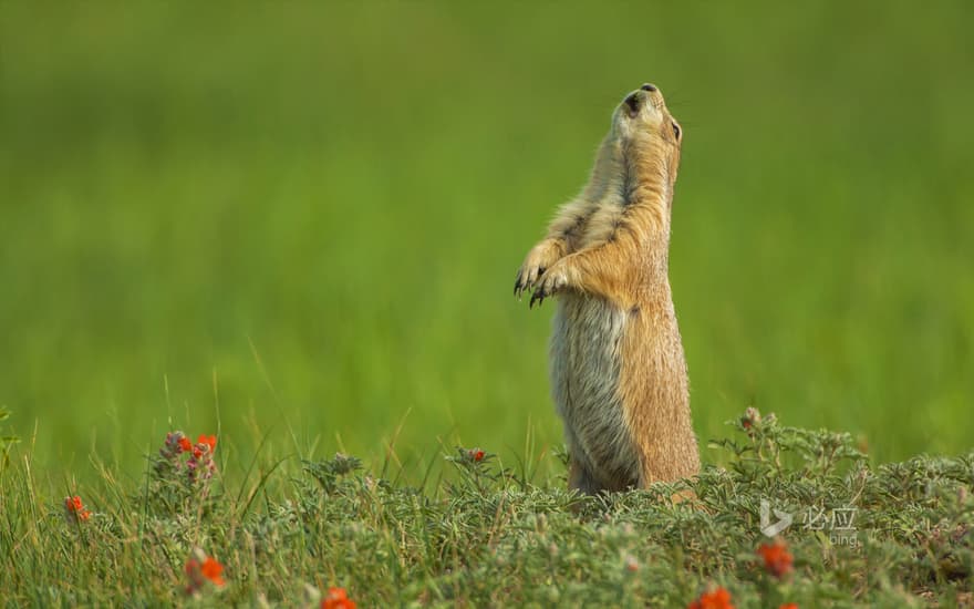 Black-tailed marmot, South Dakota, USA