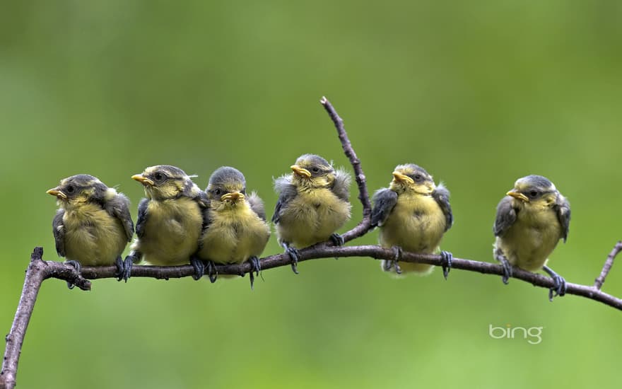 Blue tit chicks on a branch