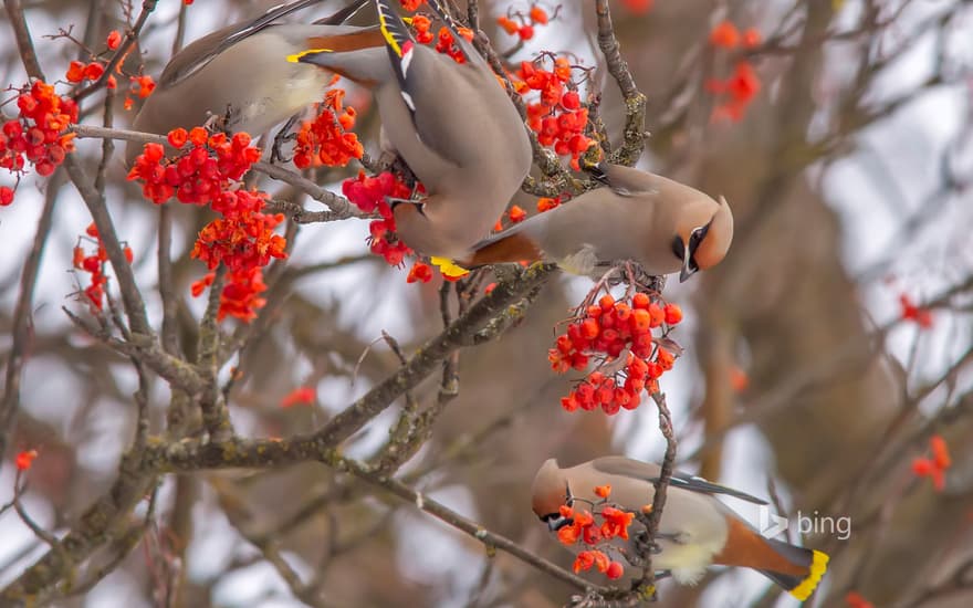 Bohemian waxwings eating rowan berries