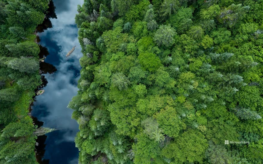 Aerial View of Boreal Forest in summer, Quebec