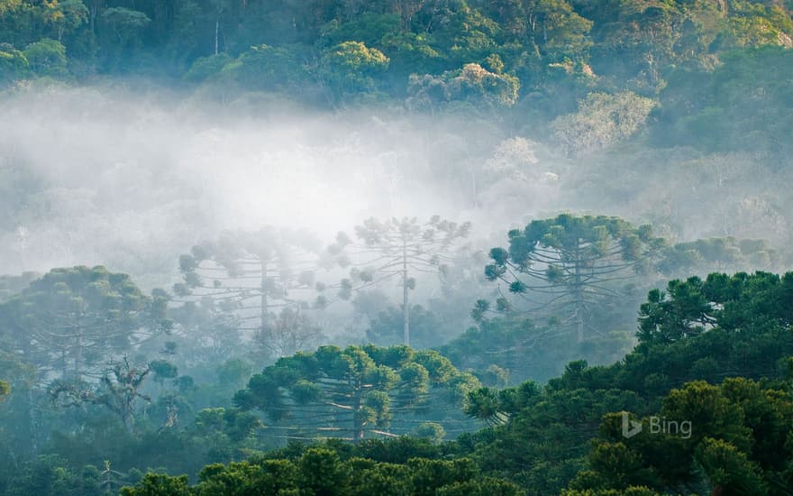 Brazilian pines in the Atlantic Forest, Brazil