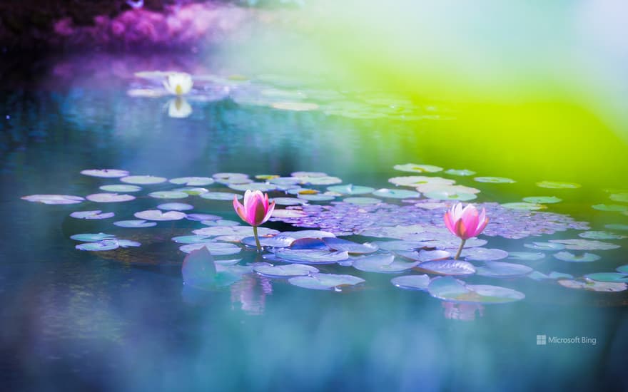 Water lilies blooming in the pond