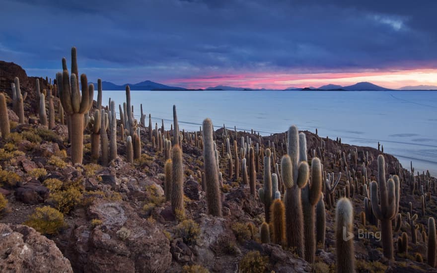 Isla del Pescado on the Salar de Uyuni in Bolivia