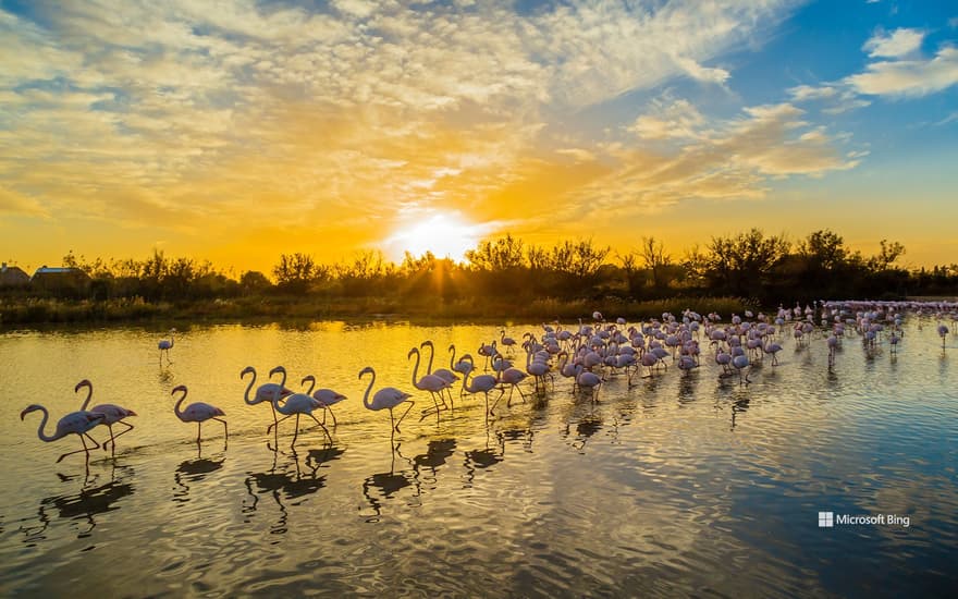 Greater flamingos at Pont de Gau Ornithological Park, Camargue, France