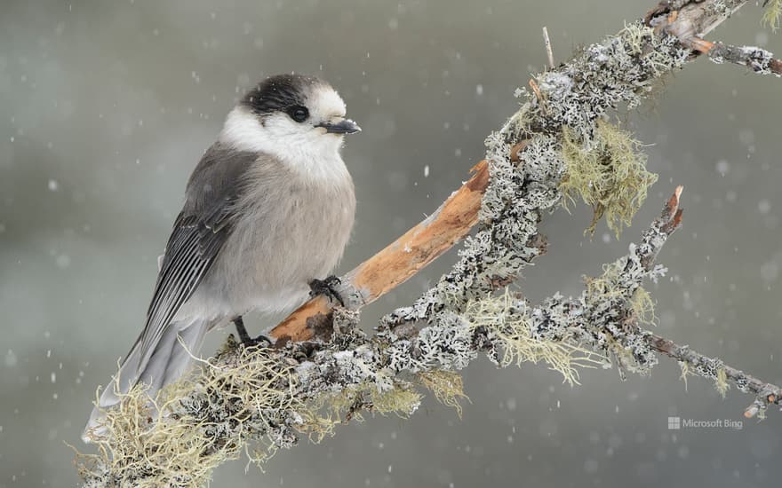 Canada Jay (Perisoreus canadensis) in light snowfall, Ontario