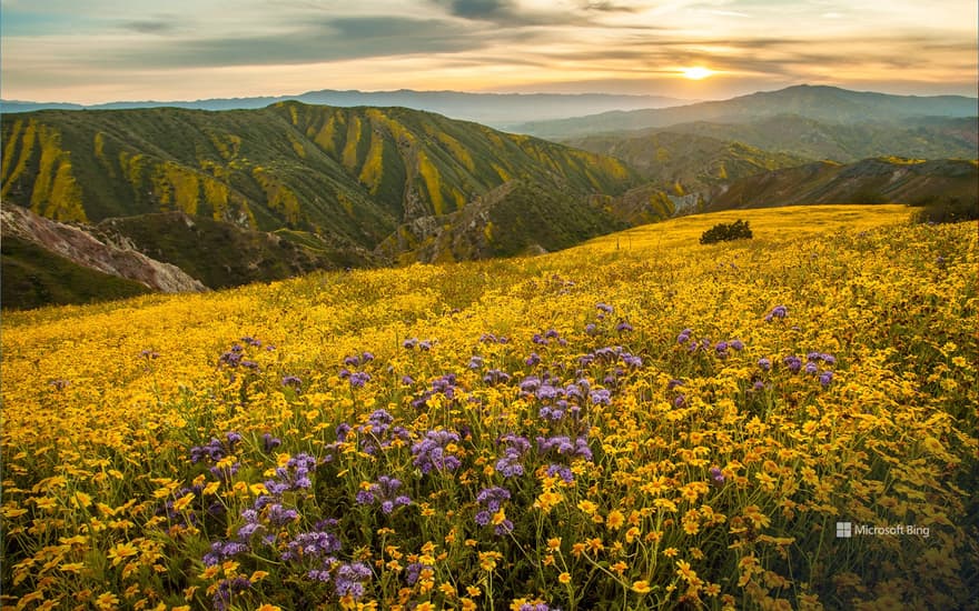 Superbloom in Carrizo Plain National Monument, California, United States
