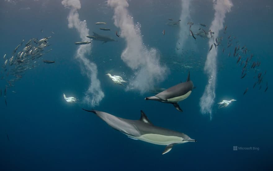 Long-beaked common dolphin, Eastern Cape, South Africa