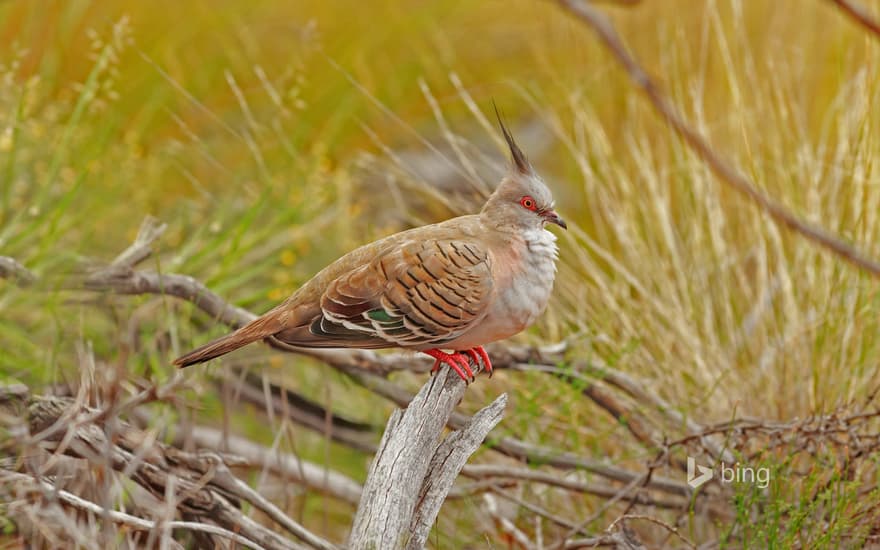 Crested pigeon in Uluru-Kata Tjuta National Park, Australia