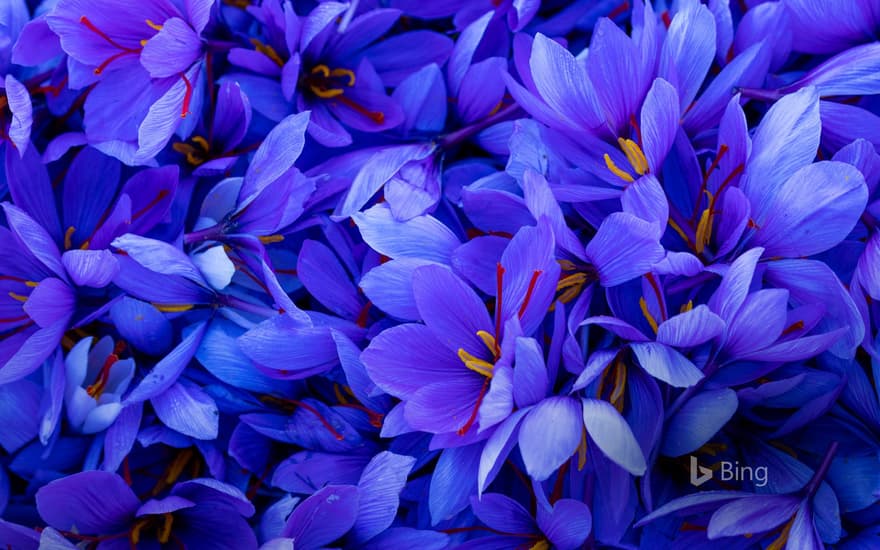 Saffron flowers in Spain