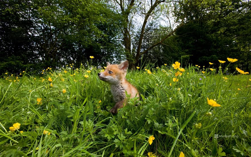 Fox cub in a flower meadow in Normandy