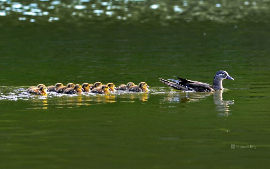 Mandarin ducks, South Korea