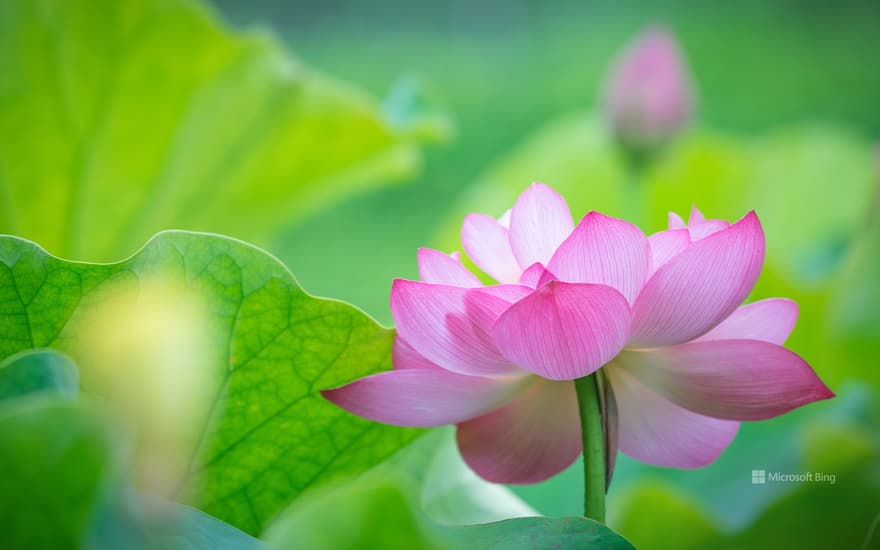 Lotus flower