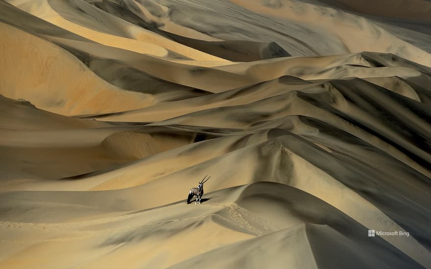 Gemsbok (Oryx gazella) in sand dunes, Namibia