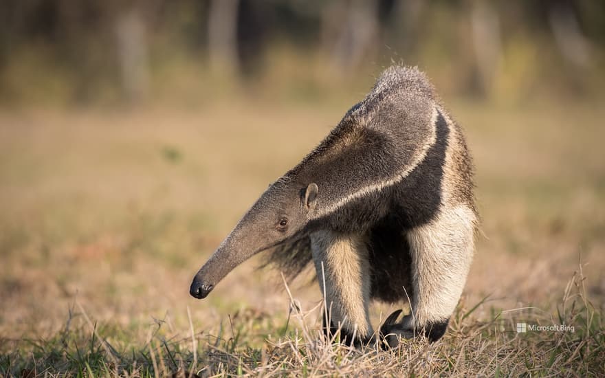 Giant anteater in the Pantanal, Brazil