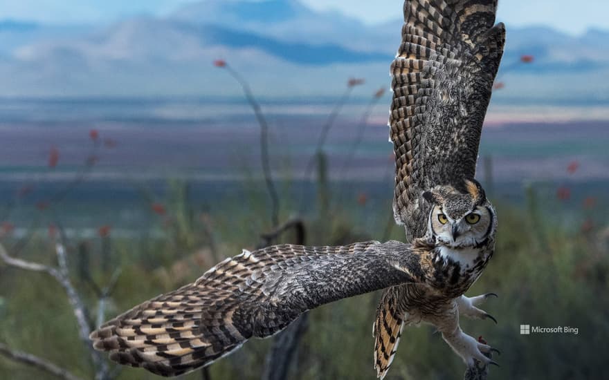 Great horned owl