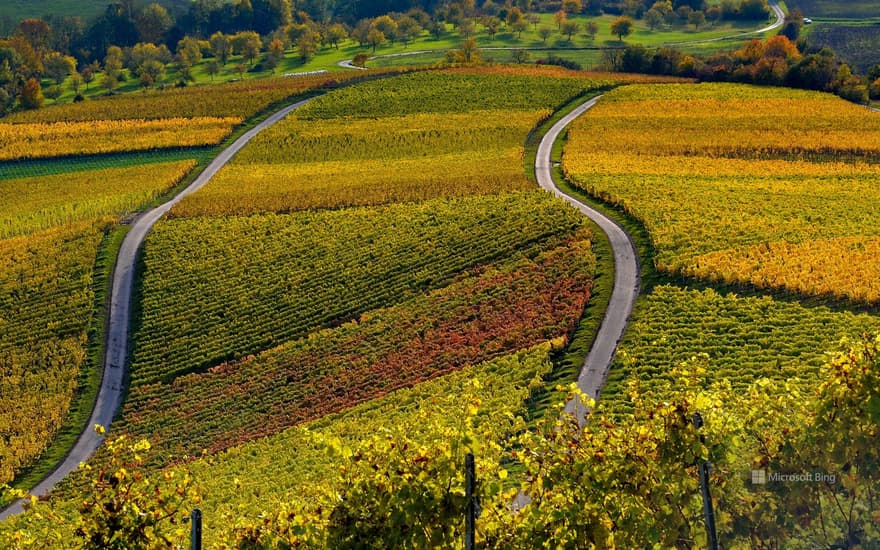 Vineyards on the Stollberg near Handthal, Oberschwarzach, Lower Franconia, Bavaria