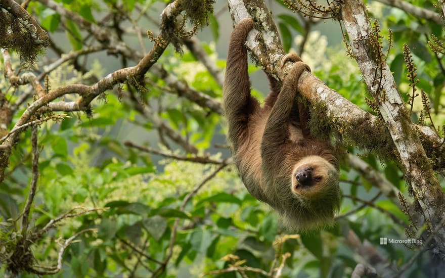 Hoffmann's two-toed sloth, Ecuador