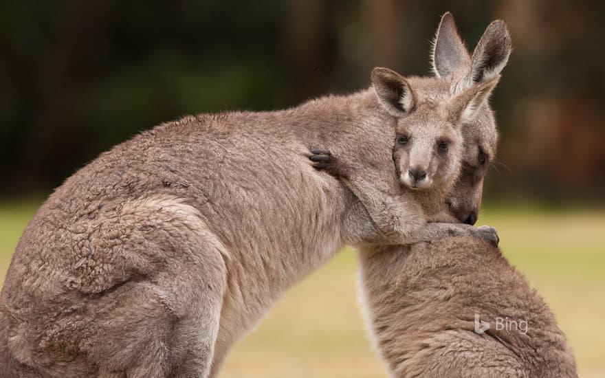 Mother and baby kangaroos hugging