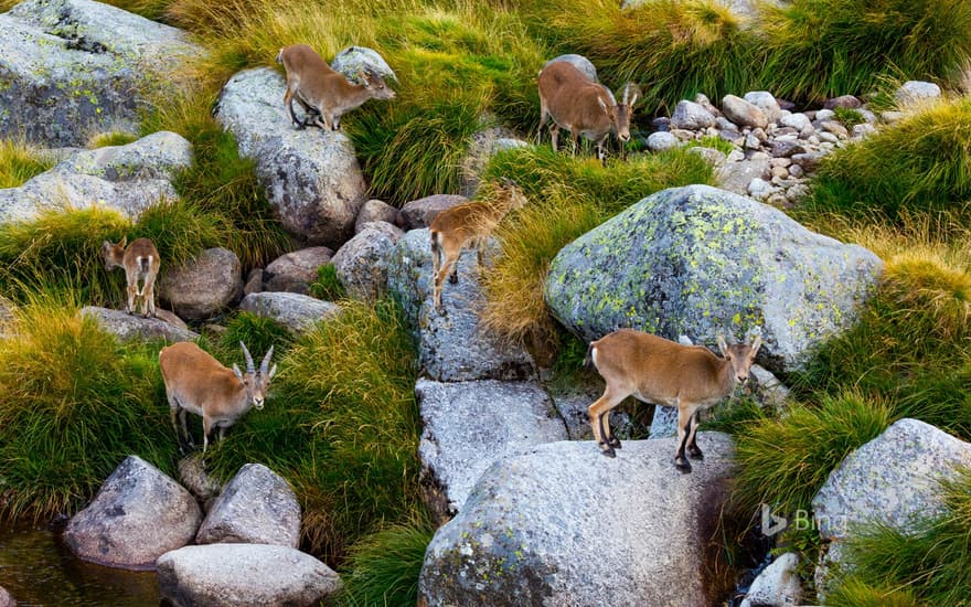 Iberian ibex herd, Sierra de Gredos, Ávila, Castile and León, Spain