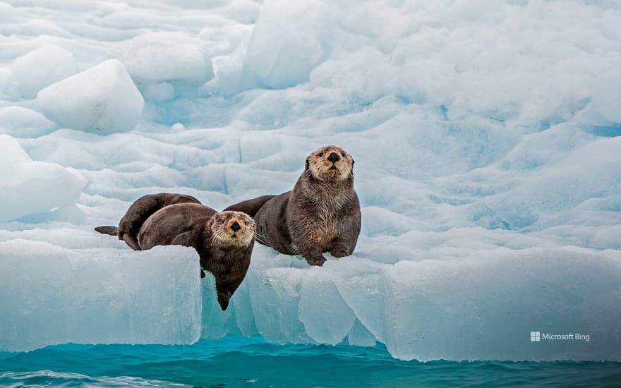 Sea otters, Prince William Sound, Alaska, United States