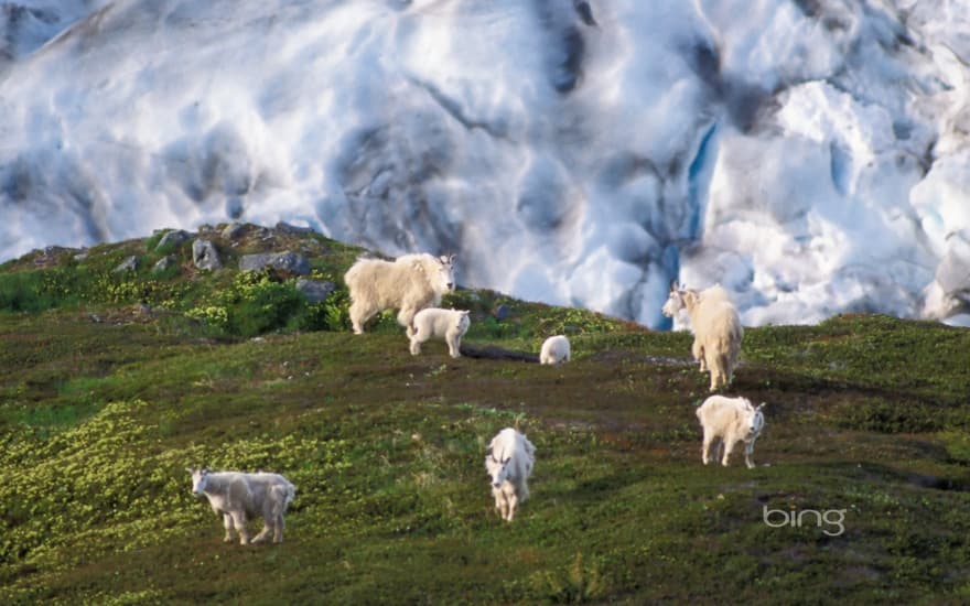 Mountain goat herd on a hillside near Exit Glacier, Kenai Fjords National Park, Alaska