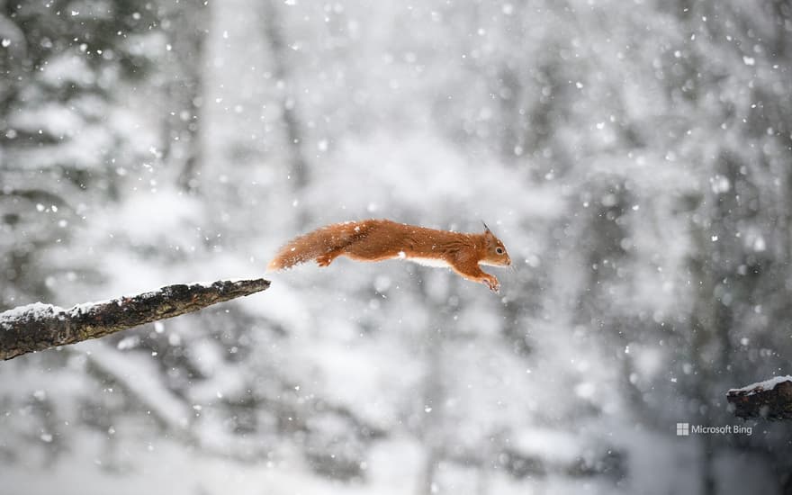 Eurasian red squirrel