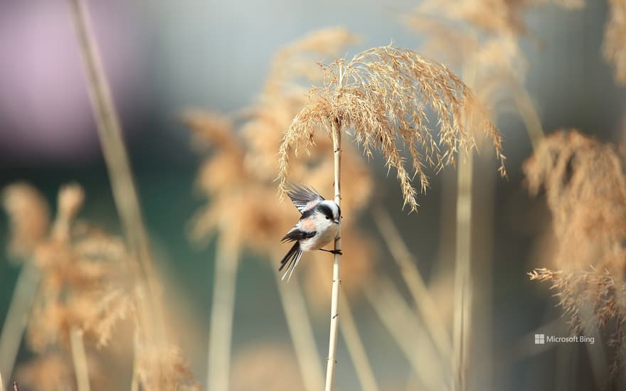 Long-tailed Tit, Japan