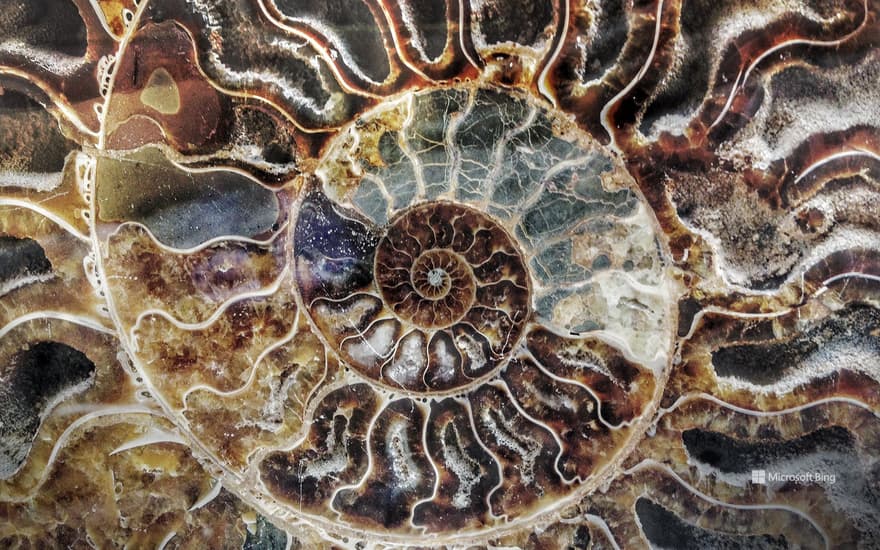 Ammonite fossil from Madagascar