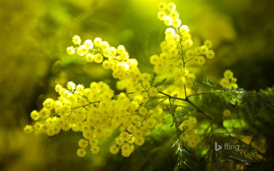 Mimosa flowers on the Tanneron Massive, France