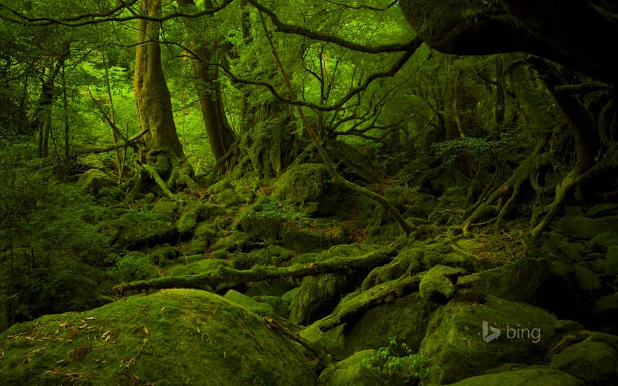 Mononoke Hime no Mori on Yakushima, Japan