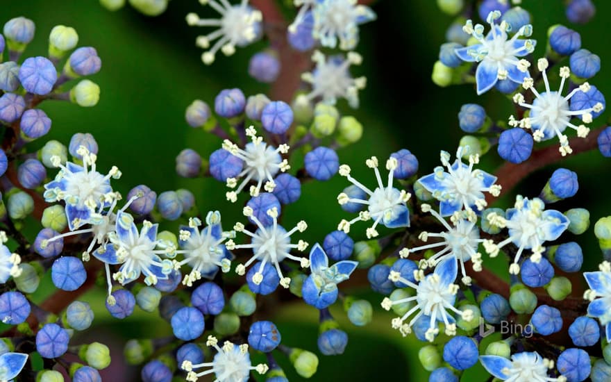 Hydrangea