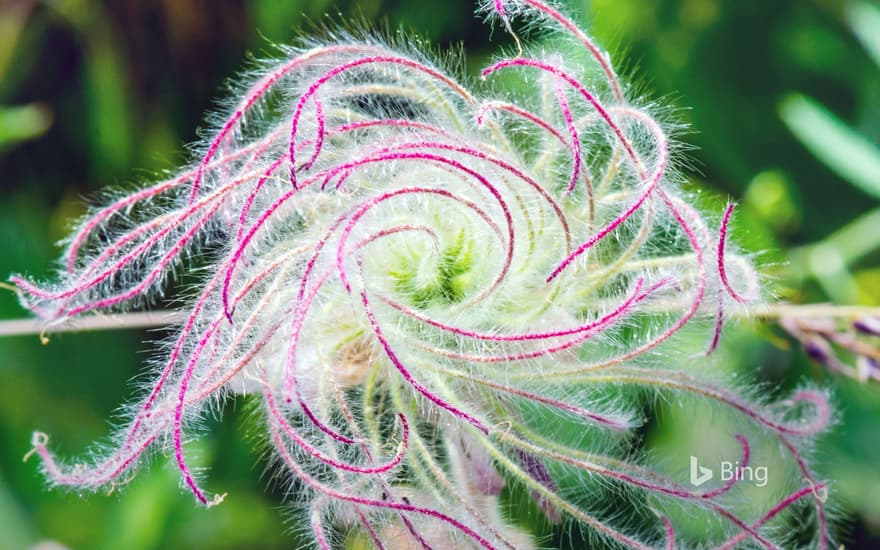 The long plumes of a three-flowered avens as it goes to seed