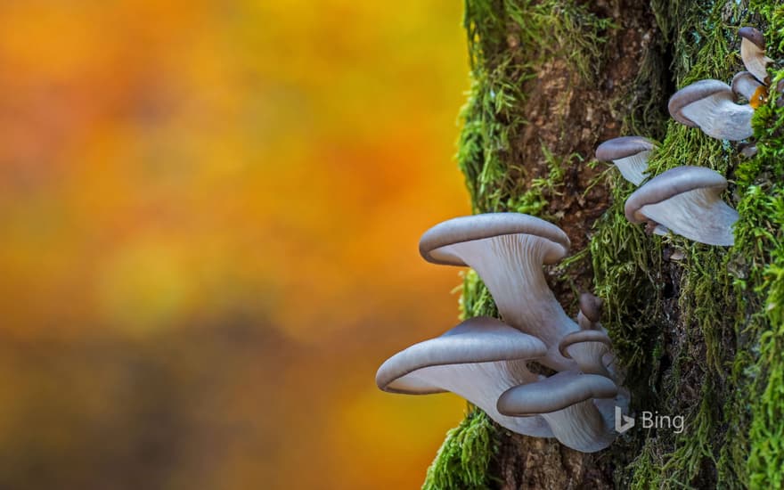 Oyster mushrooms in Belgium