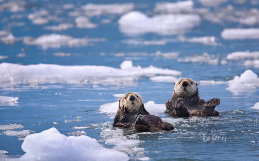 Sea otters in Prince William Sound, Alaska