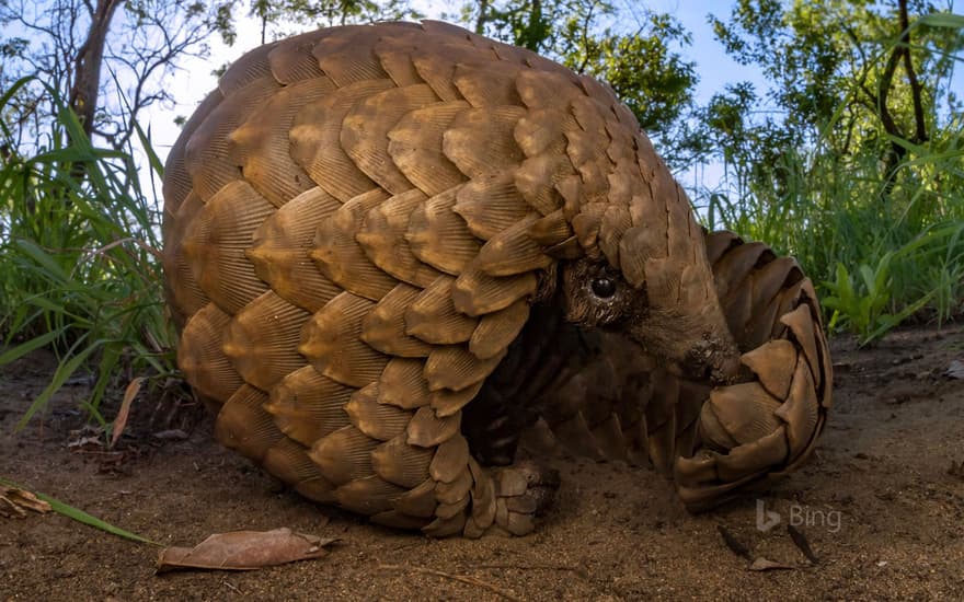 Ground pangolin at Gorongosa National Park, Mozambique