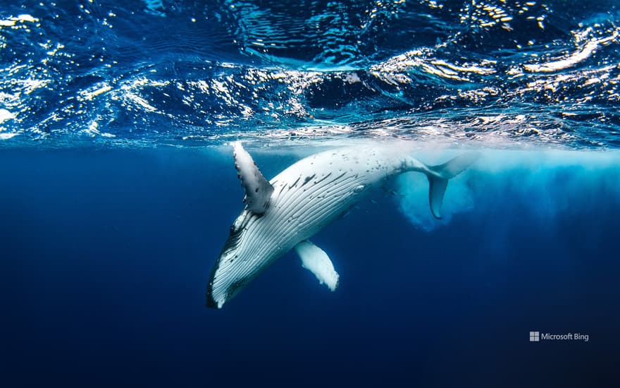 Humpback whale