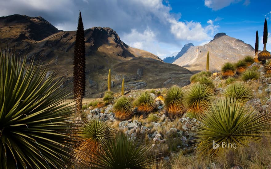 Queen of the Andes plants with the Cordillera Blanca massif in the background, Peru