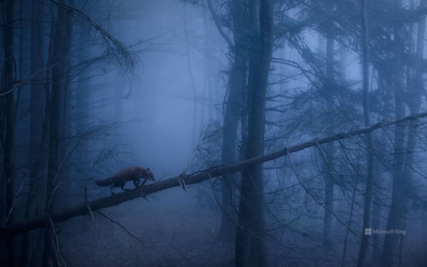 Red fox, Black Forest, Germany