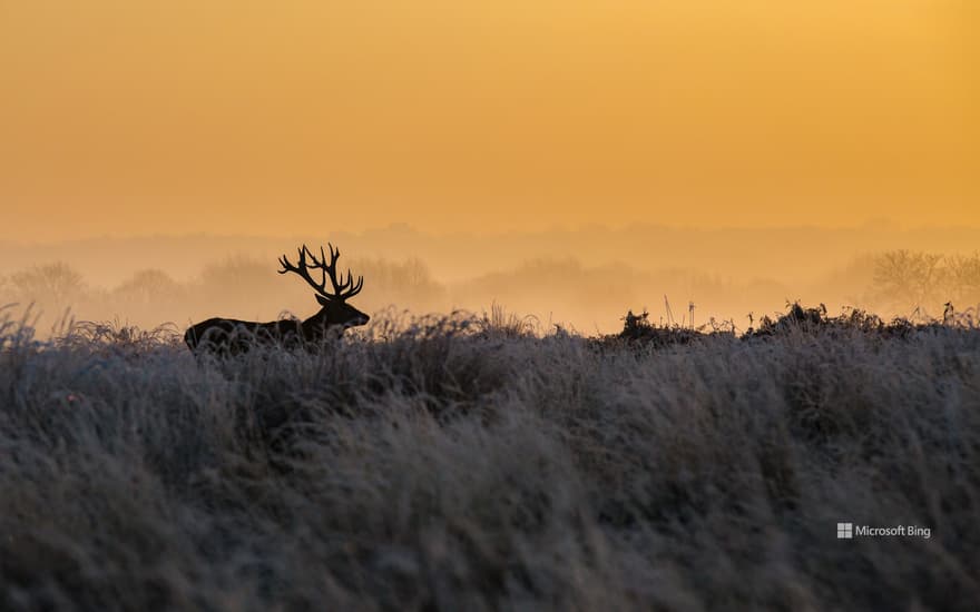 Red deer, Richmond Park, London, England