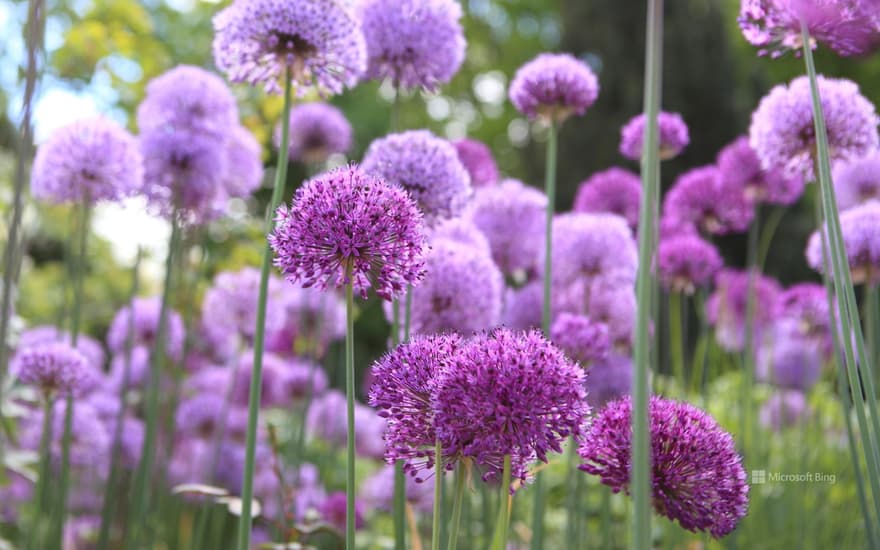 Giant leek (Allium giganteum), Hamburg