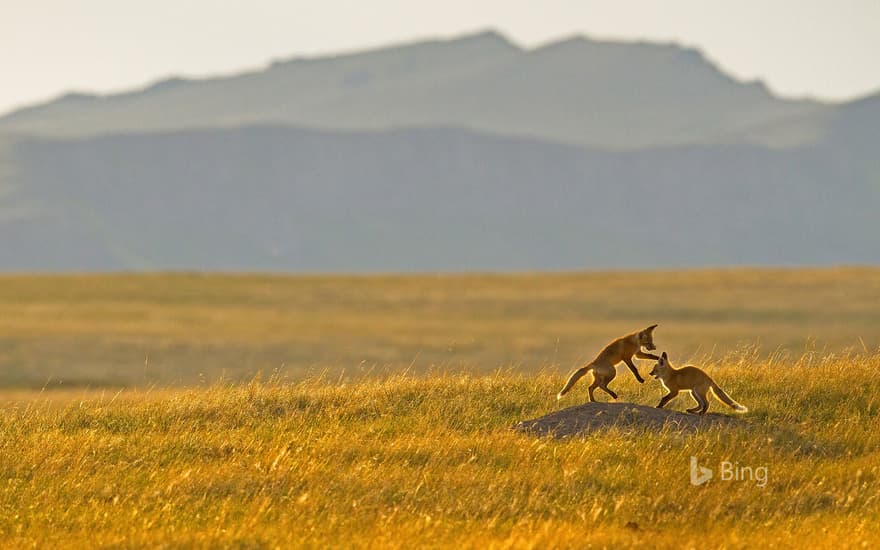 Fox kits playing in the Rocky Mountain foothills near Cascade, Montana